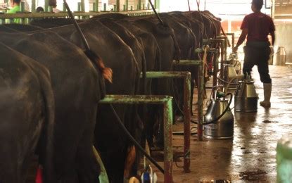 bohol milker twitter